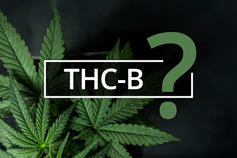 Everything You Wanted To Know About THC-B - Canapuff Wholesale